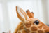Say hello to the most lifelike plush giraffe in town! Our truly adorable My Best Buy stuffed animal toy is big and soft